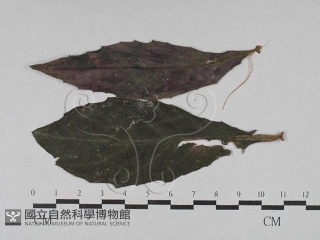 登錄號:F0028739藏品圖，第1張