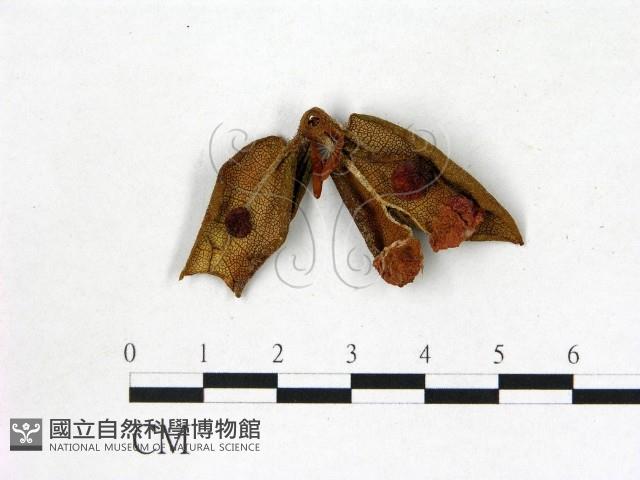 登錄號:F0020739藏品圖，第1張