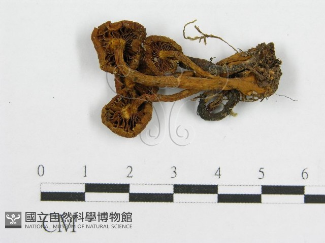 登錄號:F0010739藏品圖，第1張
