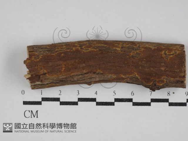 刺革菌屬藏品圖，第1張