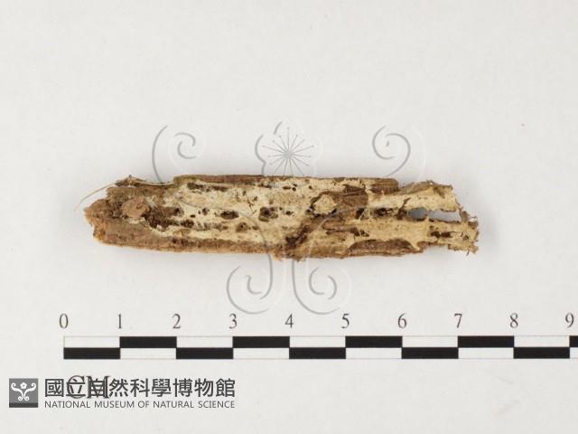 登錄號:F0026739藏品圖，第1張