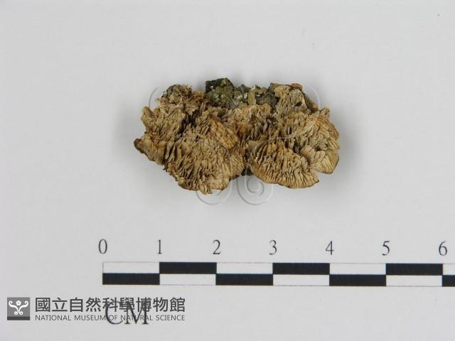 登錄號:F0006739藏品圖，第1張