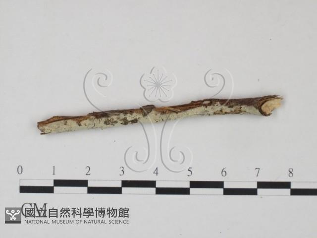 剛毛絲皮菌藏品圖，第1張