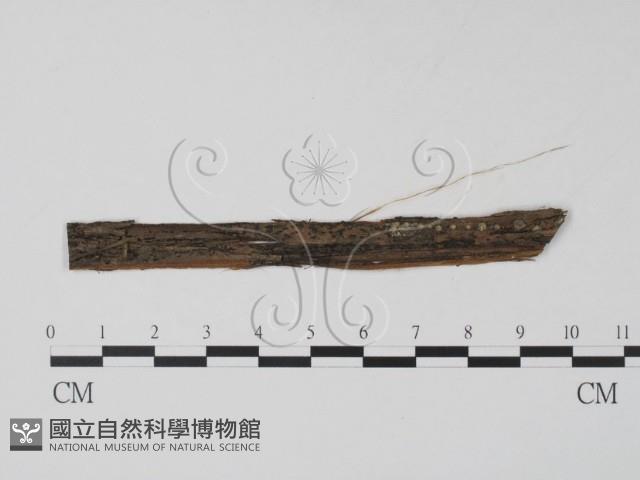 登錄號:F0011739藏品圖，第1張
