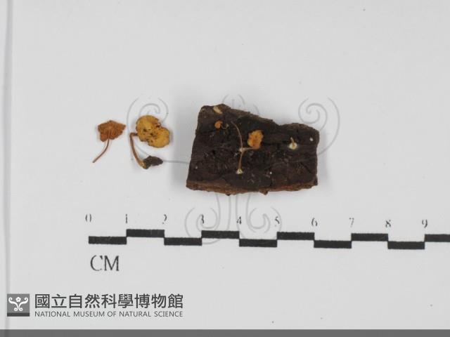 登錄號:F0031739藏品圖，第1張