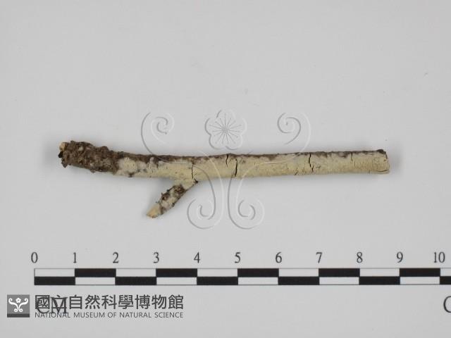 絲齒菌屬藏品圖，第1張
