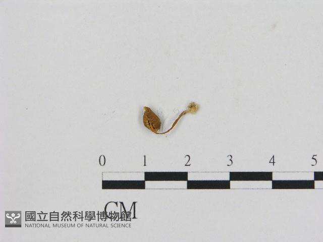 小菇屬藏品圖，第1張