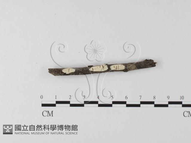 登錄號:F0014739藏品圖，第1張