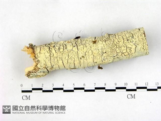 登錄號:F0022739藏品圖，第1張