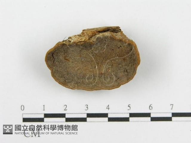 登錄號:F0012739藏品圖，第1張