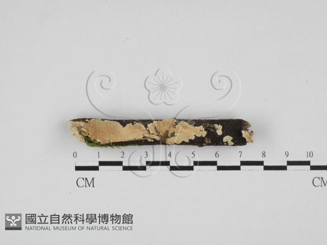 齒耳菌屬藏品圖，第1張