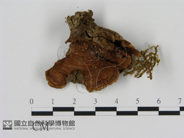 刺革菌屬藏品圖，第1張