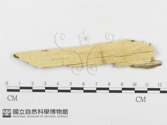 登錄號:F0005739藏品圖，第1張