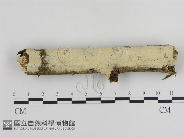 登錄號:F0009739藏品圖，第1張