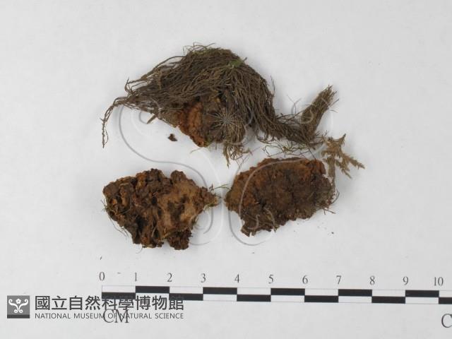 刺革菌屬藏品圖，第1張