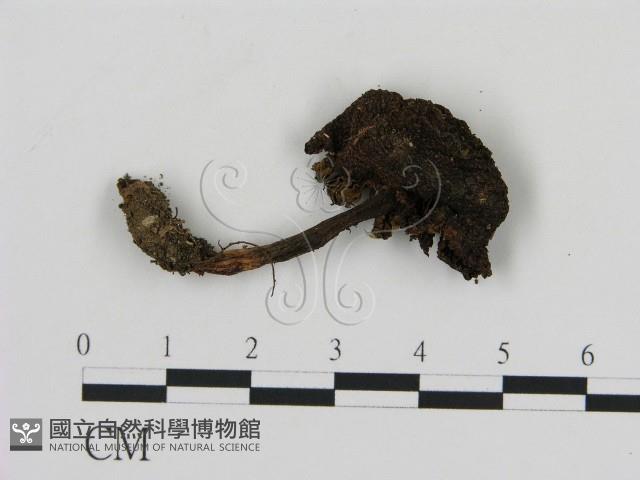 登錄號:F0003739藏品圖，第1張