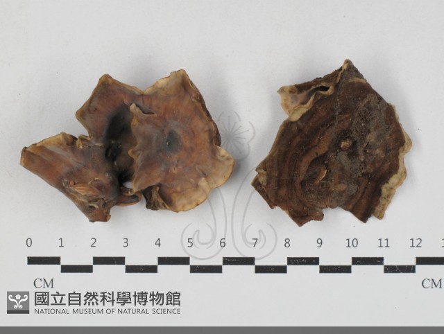 登錄號:F0033739藏品圖，第1張