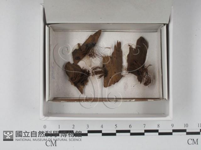登錄號:F0020539藏品圖，第1張
