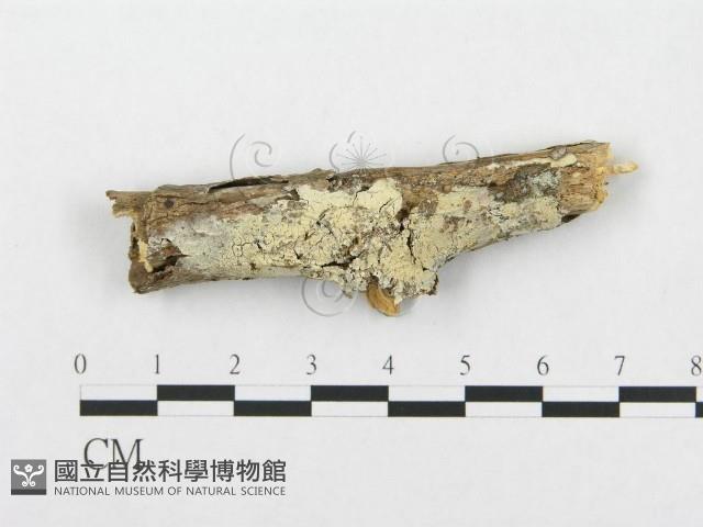 登錄號:F0000539藏品圖，第1張