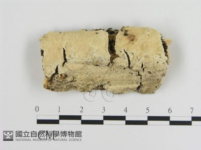 登錄號:F0010539藏品圖，第1張