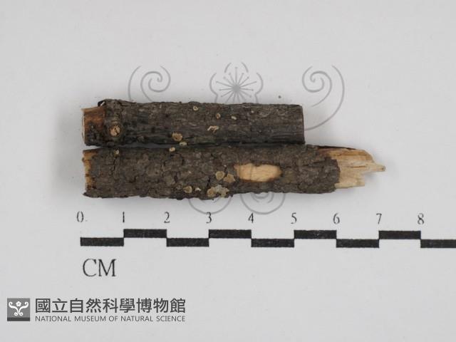 盤革菌屬藏品圖，第1張