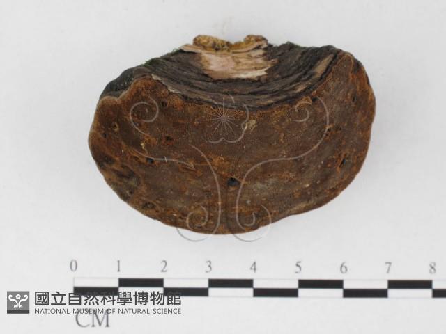 登錄號:F0026539藏品圖，第1張