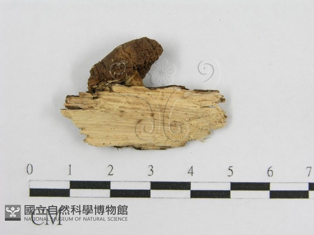 登錄號:F0016539藏品圖，第1張