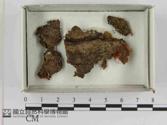 館號:F0021539藏品圖，第1張