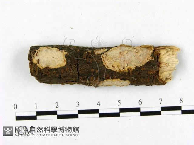 登錄號:F0001539藏品圖，第1張