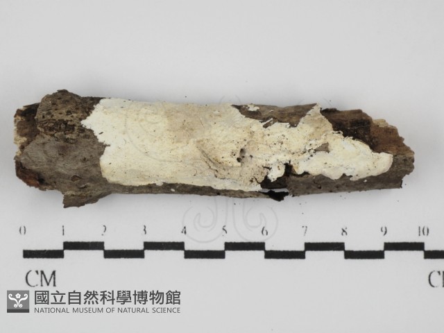 登錄號:F0031539藏品圖，第1張