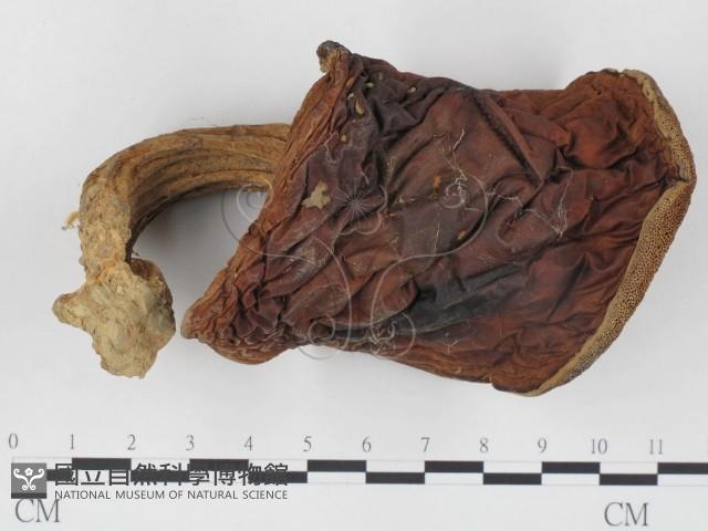 登錄號:F0024539藏品圖，第1張