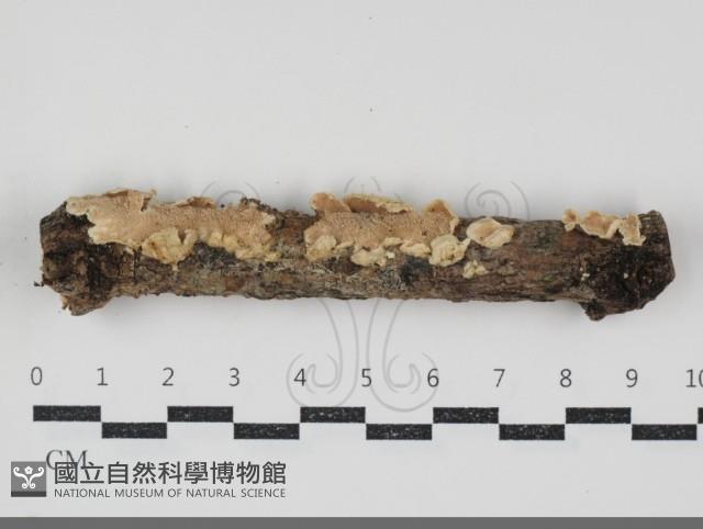 登錄號:F0034539藏品圖，第1張