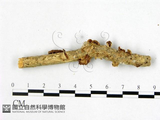 登錄號:F0022539藏品圖，第1張