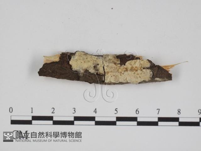 登錄號:F0002539藏品圖，第1張