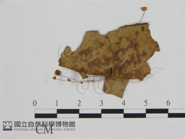 登錄號:F0012539藏品圖，第1張