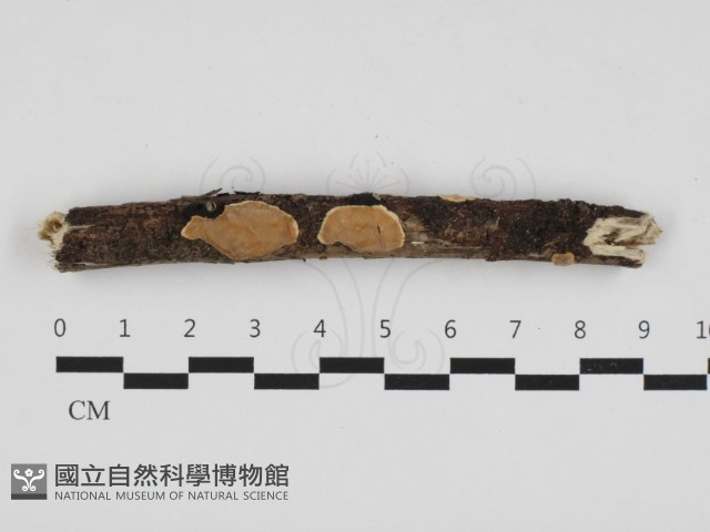 登錄號:F0032539藏品圖，第1張