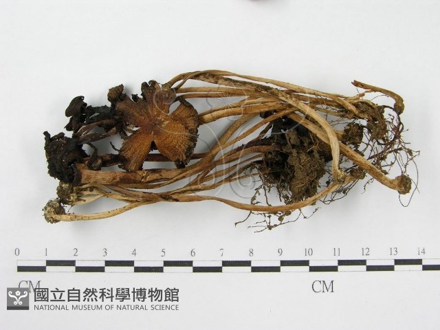 登錄號:F0007539藏品圖，第1張