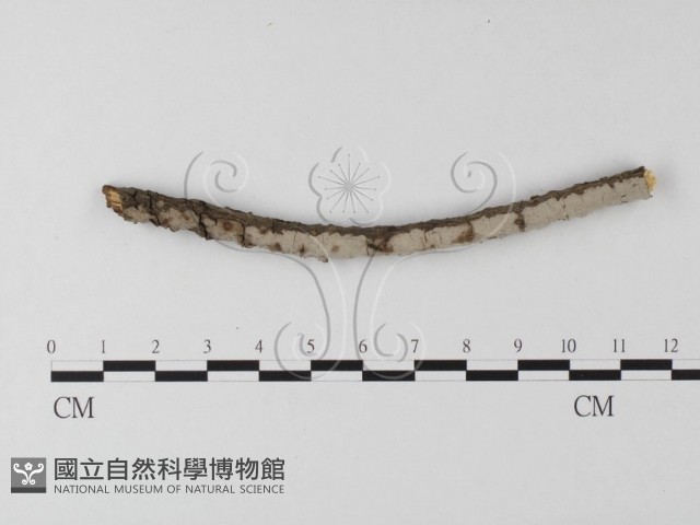 筍殼菌屬藏品圖，第1張