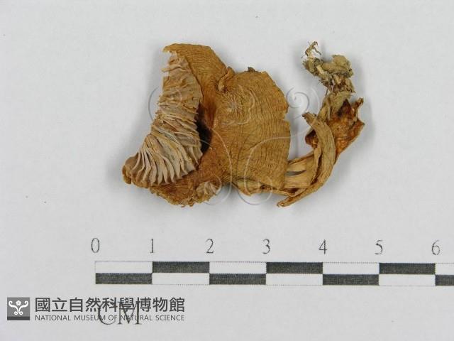登錄號:F0005539藏品圖，第1張