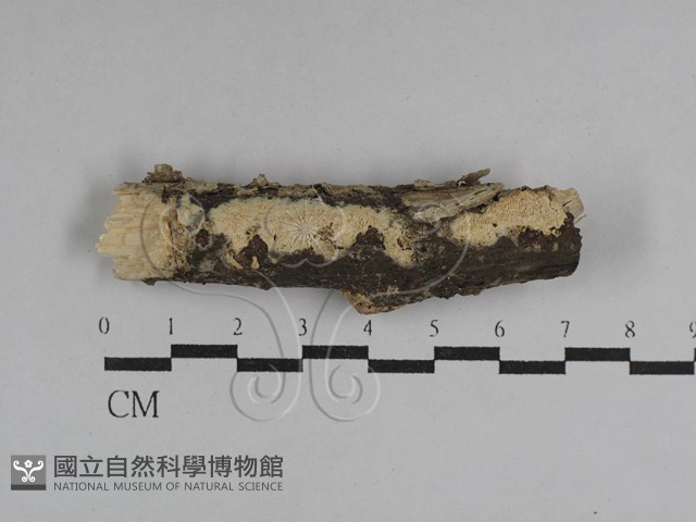 登錄號:F0029539藏品圖，第1張