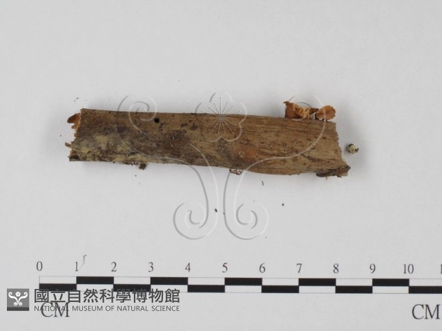 登錄號:F0023539藏品圖，第1張