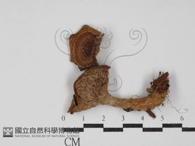 登錄號:F0003539藏品圖，第1張