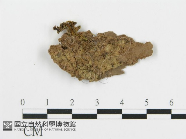 串擔革菌屬藏品圖，第1張