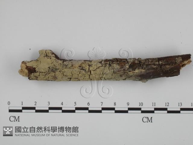 粗糙孢菌屬藏品圖，第1張