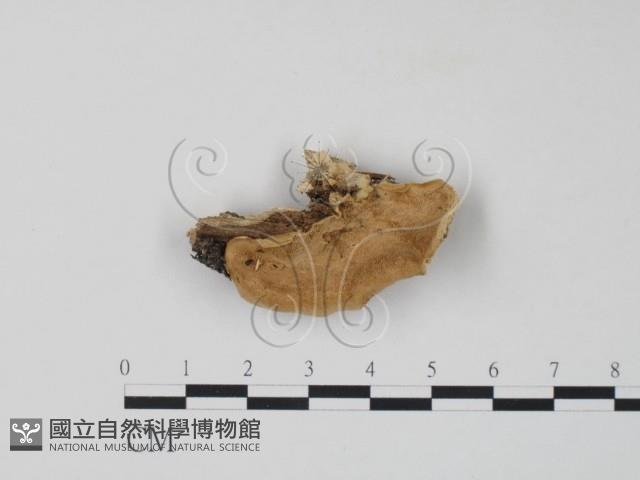 栓菌屬藏品圖，第1張