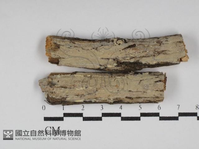 登錄號:F0030139藏品圖，第1張