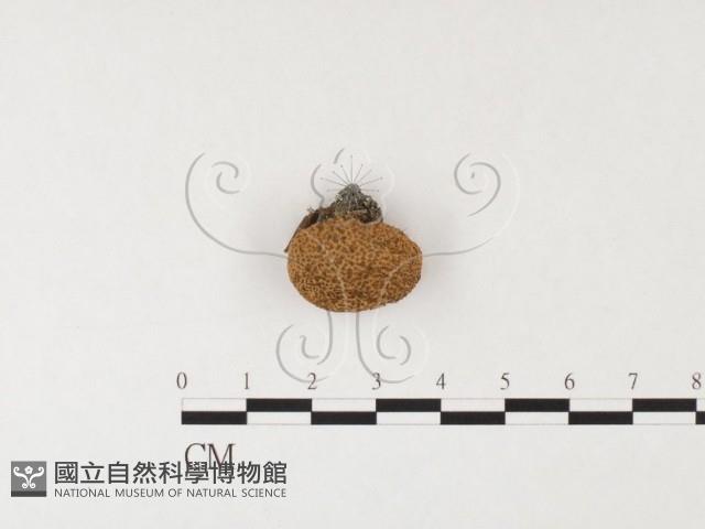 登錄號:F0026139藏品圖，第1張