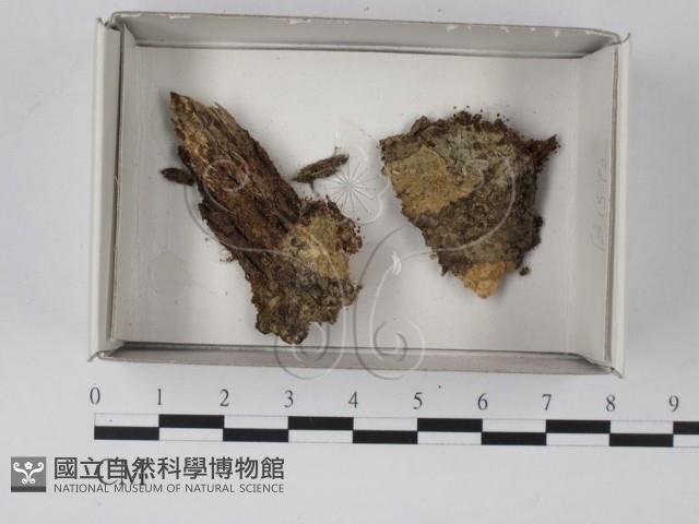 登錄號:F0021139藏品圖，第1張