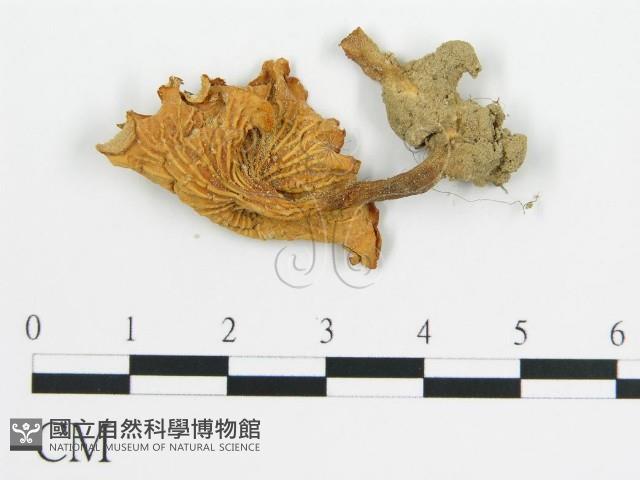 登錄號:F0011139藏品圖，第1張