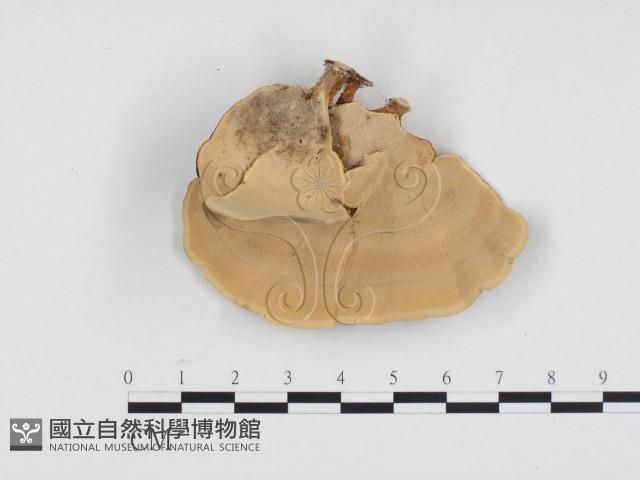 相鄰小孔菌藏品圖，第1張